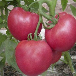 Таинственная и уникальная природа томата в подарке для женщины